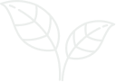 vector